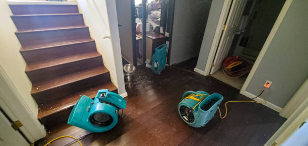 Best Local water damage restoration  in Demopolis, AL