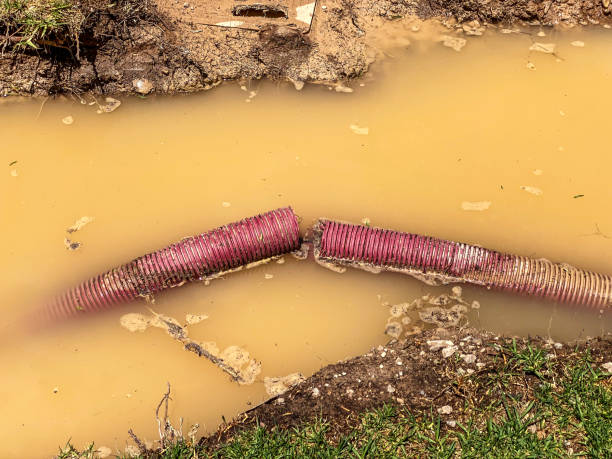 Best Mold removal after water damage  in Demopolis, AL